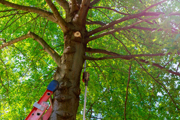 Best Tree Cutting Near Me  in Coleman, TX